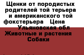 Щенки от породистых родителей той терьера и американского той фокстерьера › Цена ­ 6 500 - Ульяновская обл. Животные и растения » Собаки   